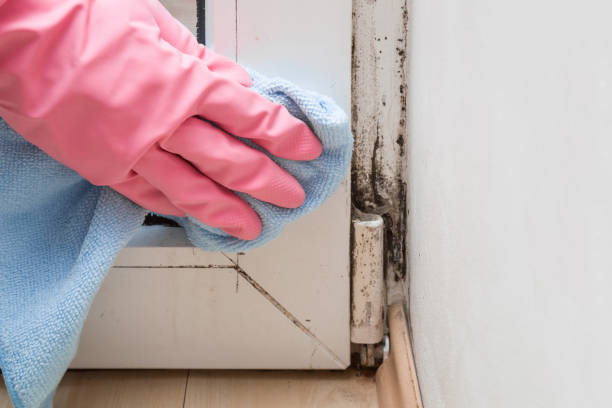 Why You Should Choose Our Mold Remediation Services in Massapequa Park, NY